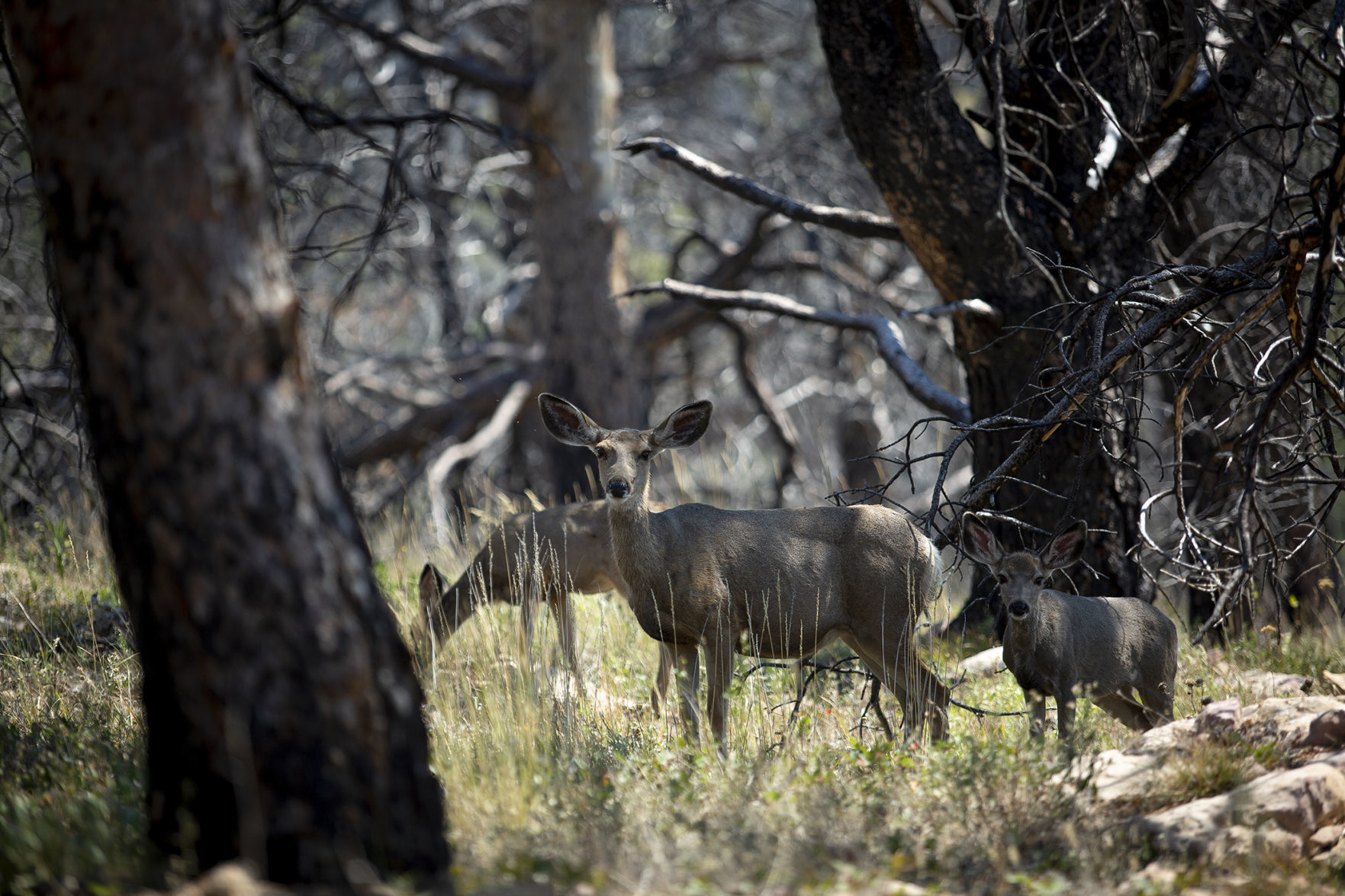 Mule deer